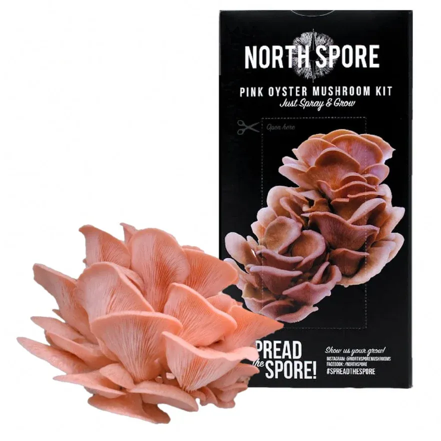 Pink Oyster Spray &amp; Grow Kit 4lb