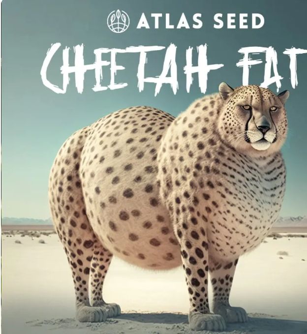 cheetah fat 5 pk
