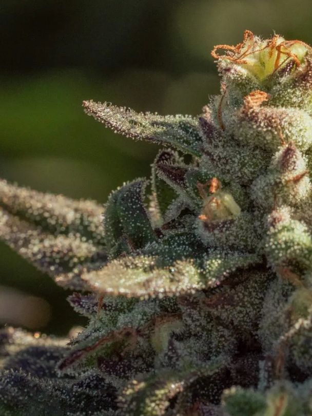 Fuegisima – 5Seed Pack