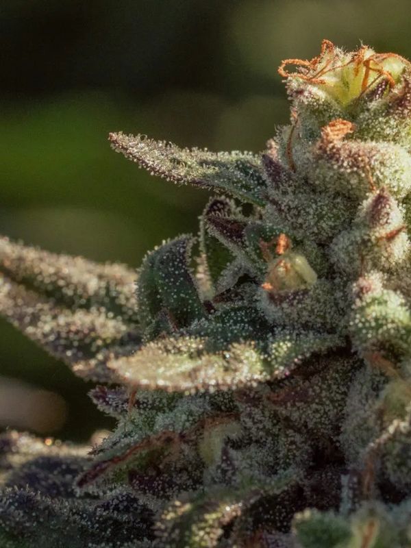 Fuegisima – 5Seed Pack