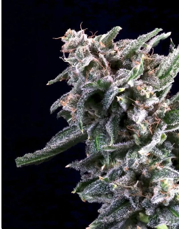 Cherry Lime Reserve – Seed Pack