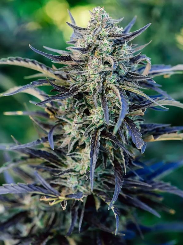 Fog Dog Auto 5 seed pack
