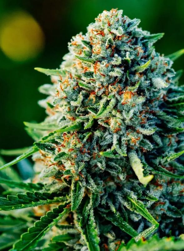 Gummibears Auto – 5Seed Pack