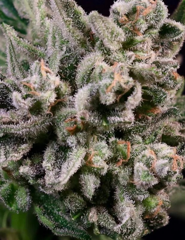 Peanut Butter Breath – 5Seed Pack