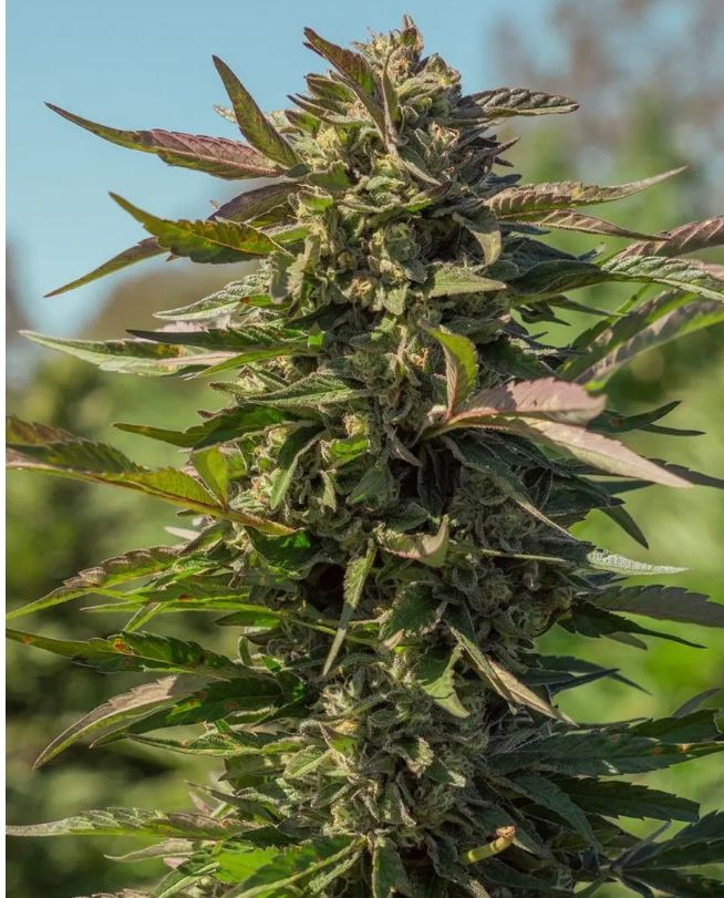 Snow Panda – 5Seed Pack