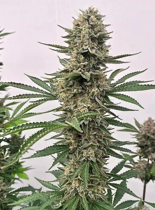 Space Panda – 5Seed Pack