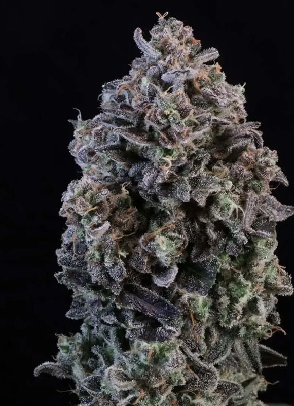 Mendo Breath Auto – 3Seed Pack