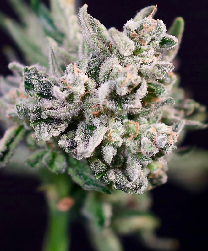 GMO BOMB 5 seed pack