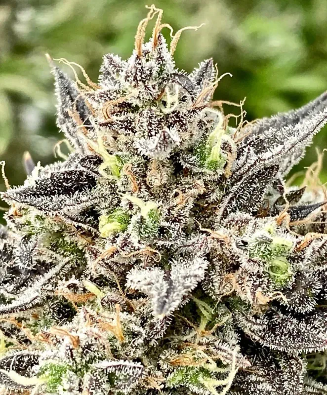 Whale Breath 5 seed pack