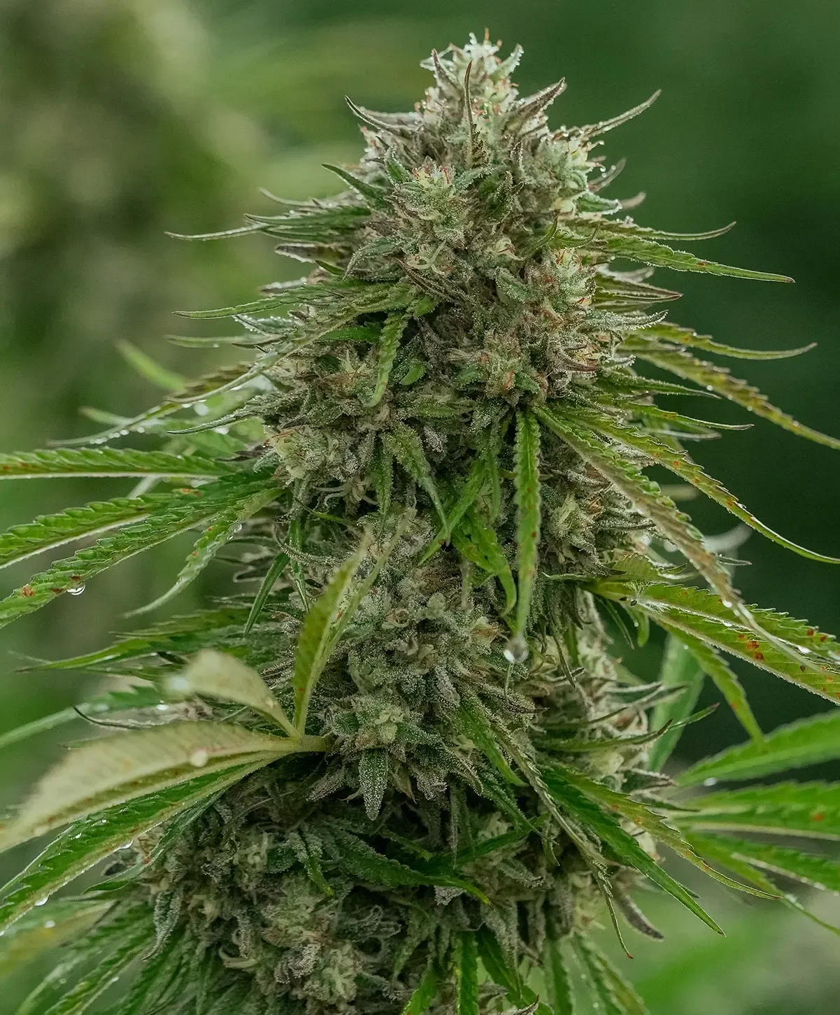Papaya Candy 5 seed pk