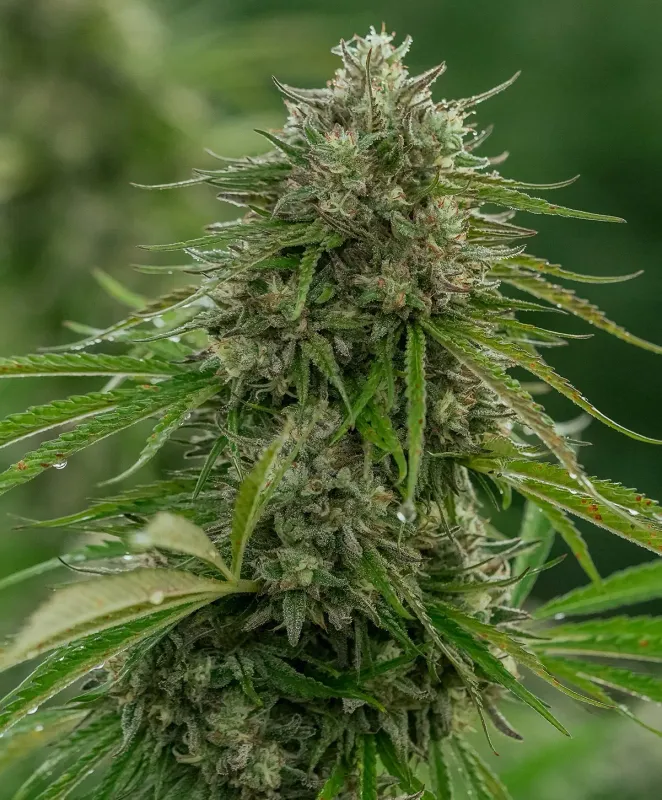 Papaya Candy 5 seed pk