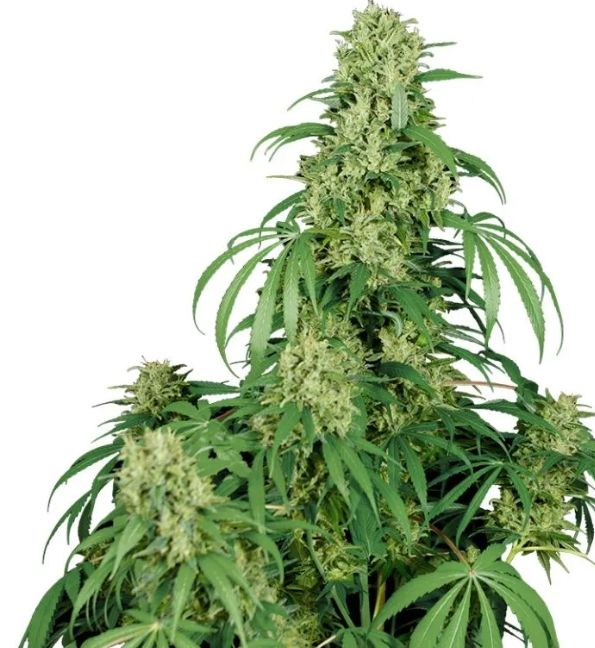 Auto Calamity Jane 3 seeds