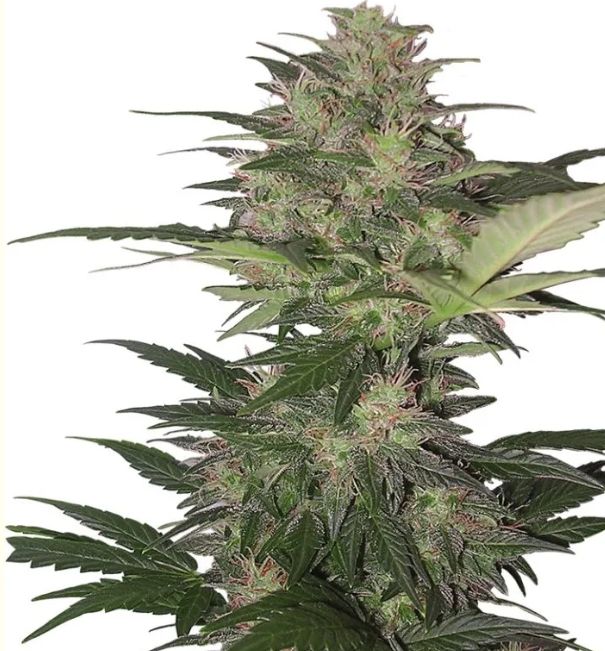 Auto Red Dwarf 3 seeds
