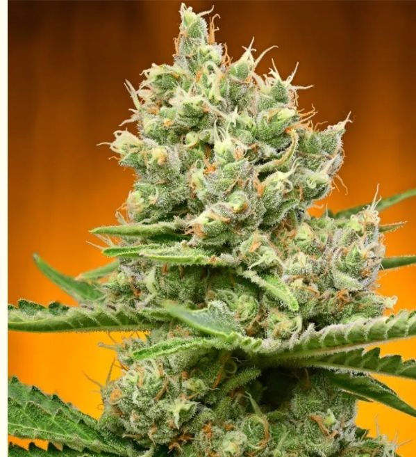 Auto Sweet Mandarin Blossom 3 seeds