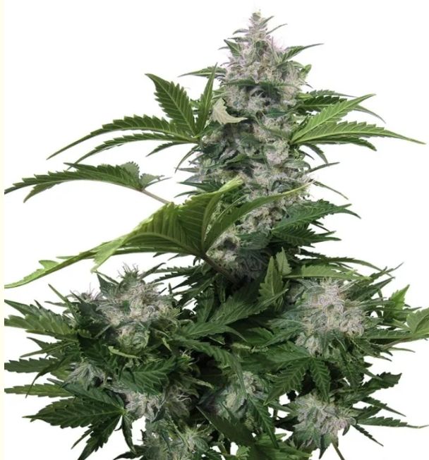 Auto White Dwarf 3 seeds