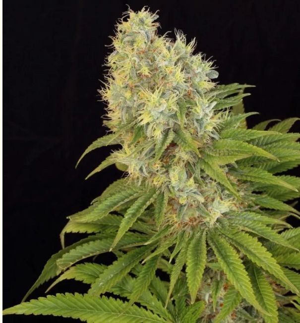 Panakeia High Terpenes CBG 3 seeds
