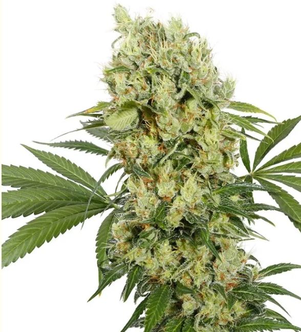 Medikit CBD 3 seeds