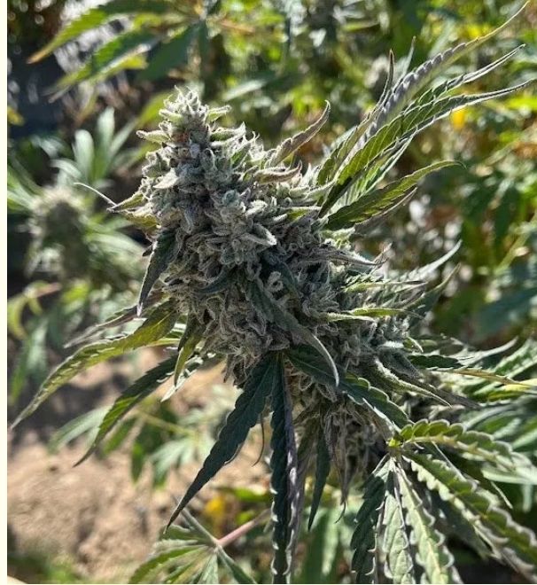GMOREO 3 seeds