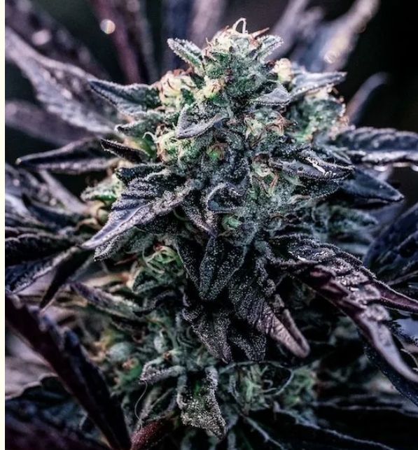 Orelato 41 3 seeds