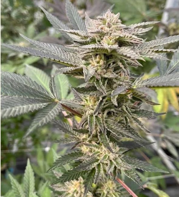 Parfait 41 3 seeds