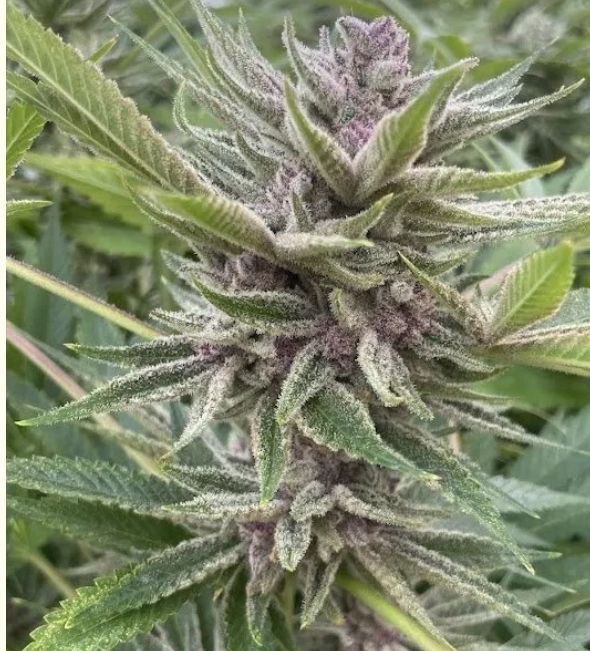 Trop Cherry Hydrox 3 seeds
