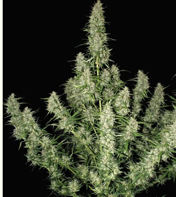 Auto Magnum 3 seeds