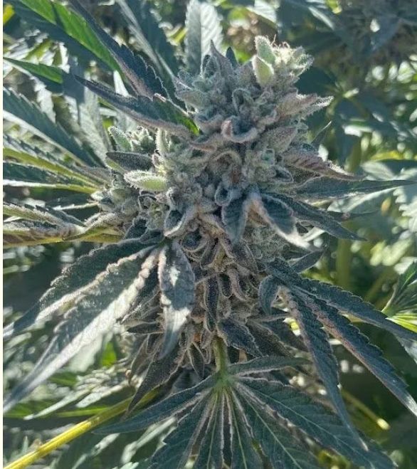 GMO-8541 3 seeds