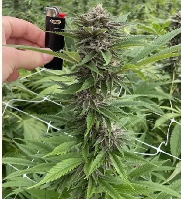 Papaya Trop Cherries 3 seeds