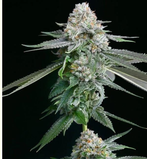 Gelato Beltz 41 3 seeds