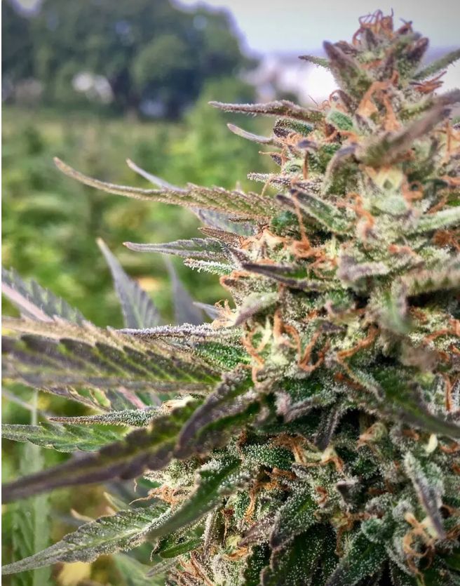 Berry Gas Mask CBD – 3Seedpack