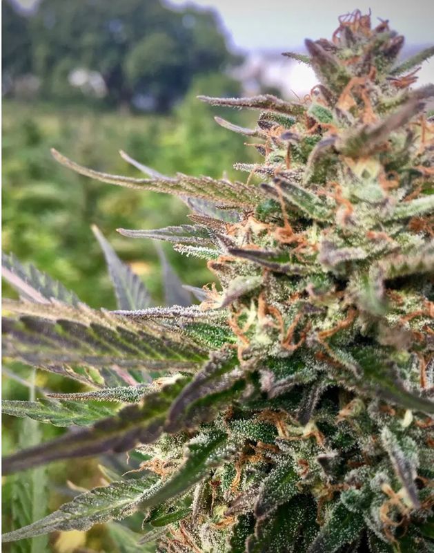 Berry Gas Mask CBD – 3Seedpack