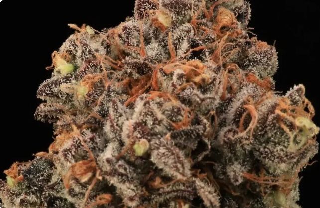 Dirty Laundry 3 pk seeds