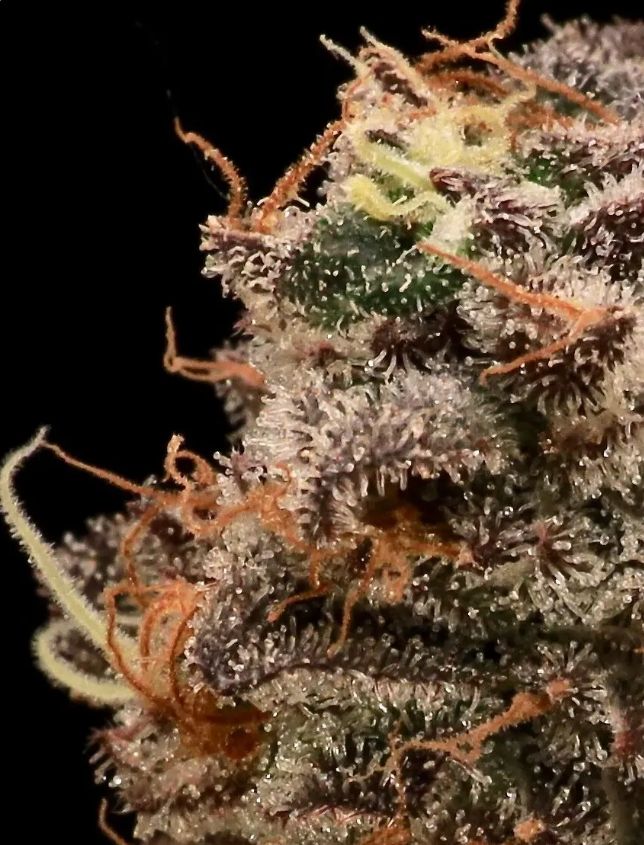 Sour Cherry Diesel 3 seed pk photo