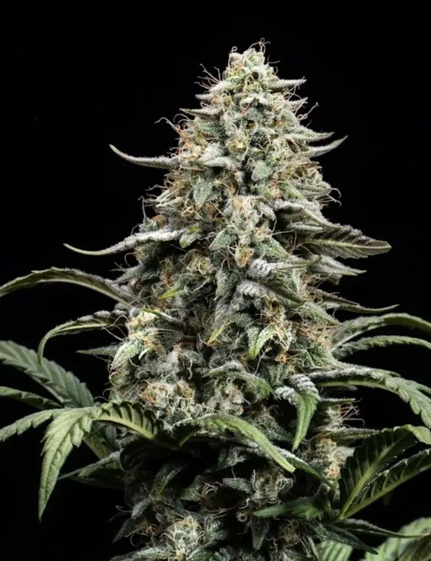 Blue Dream-auto seed pk 3
