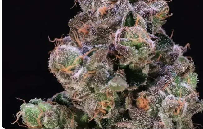 Blueberry Swirl – 3Seed Pack photo