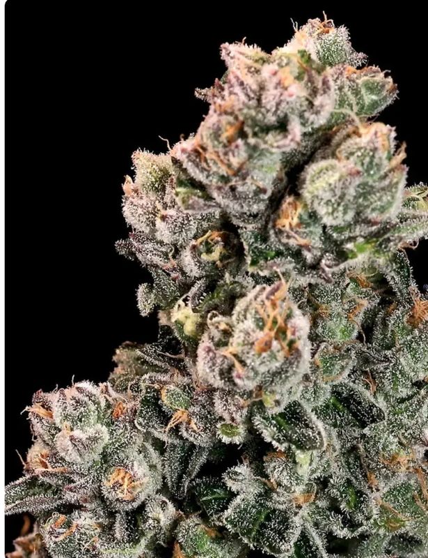 Slurpicane – 3Seed Pack photo