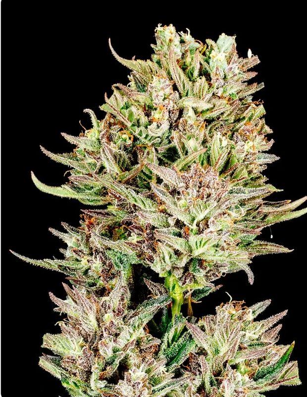 Garlic Jam Auto – 3Seed Pack