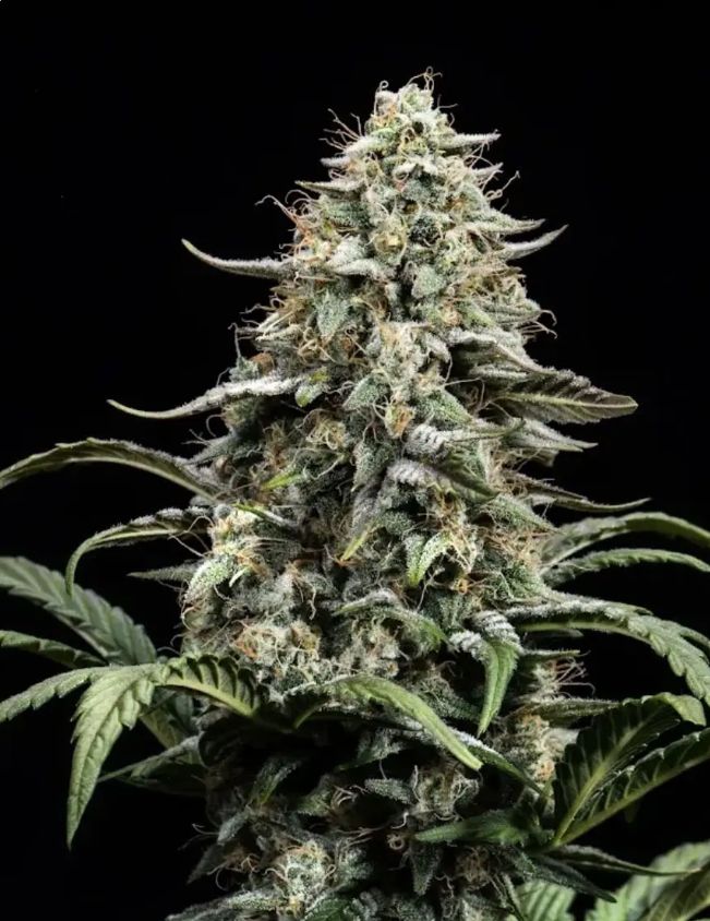Blue Dream Full Term – Seed Pack 3