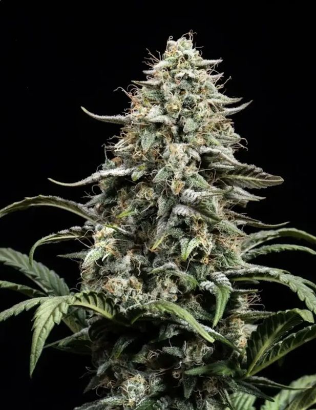 Blue Dream Full Term – Seed Pack 3
