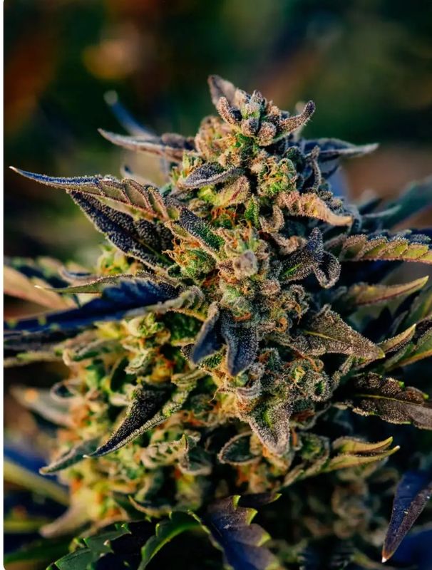 Berry Gas Mask CBD Auto – Seed Pack