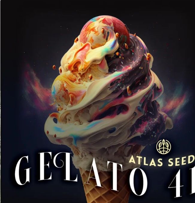 Gelato 41 – 3Seed Pack photo