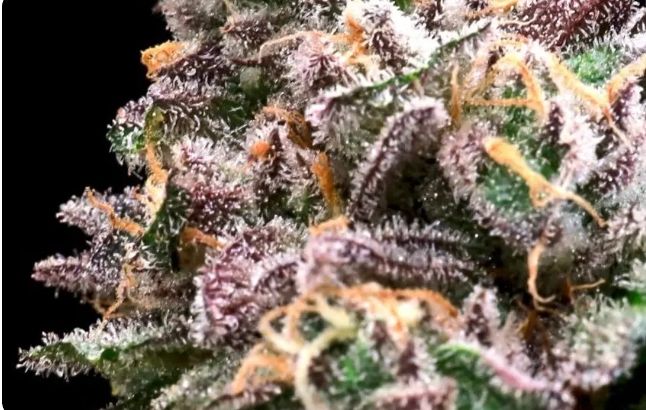 Crazy Train – 3Seed Pack photo