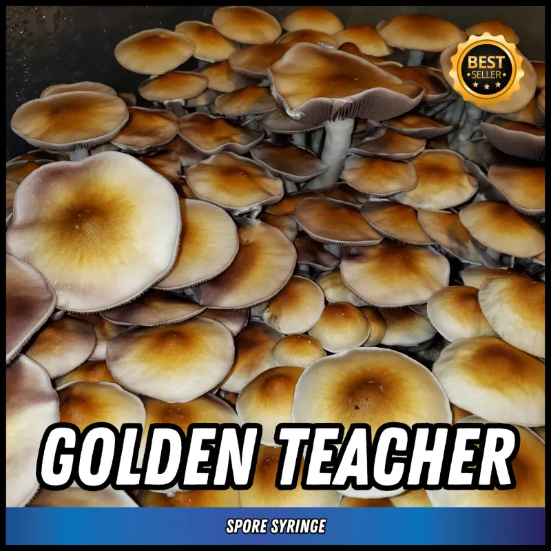 Golden Teacher