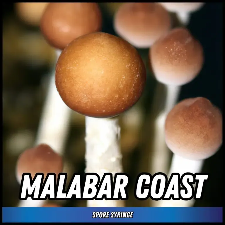 Malabar Coast