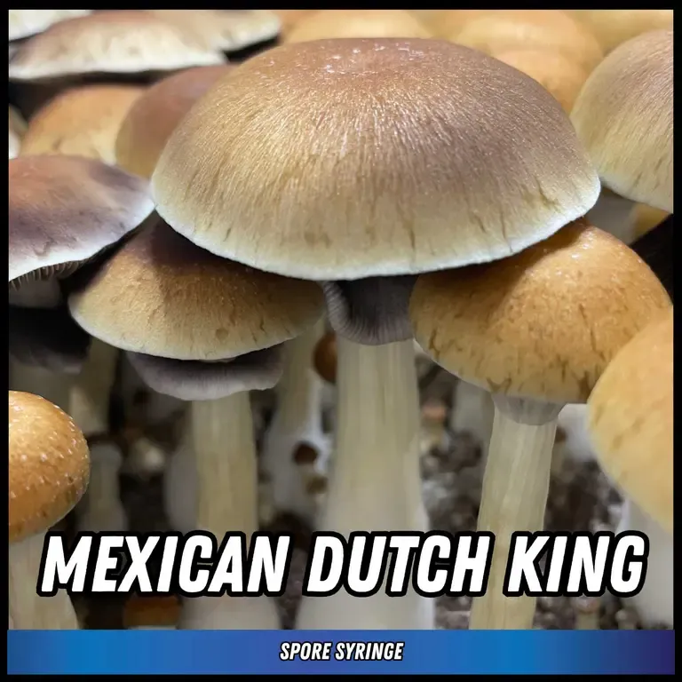 Mexican Dutch King