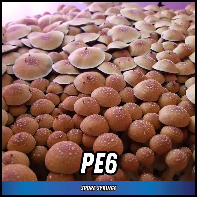 Penis Envy 6 (PE6)