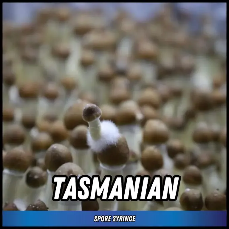 Tasmanian