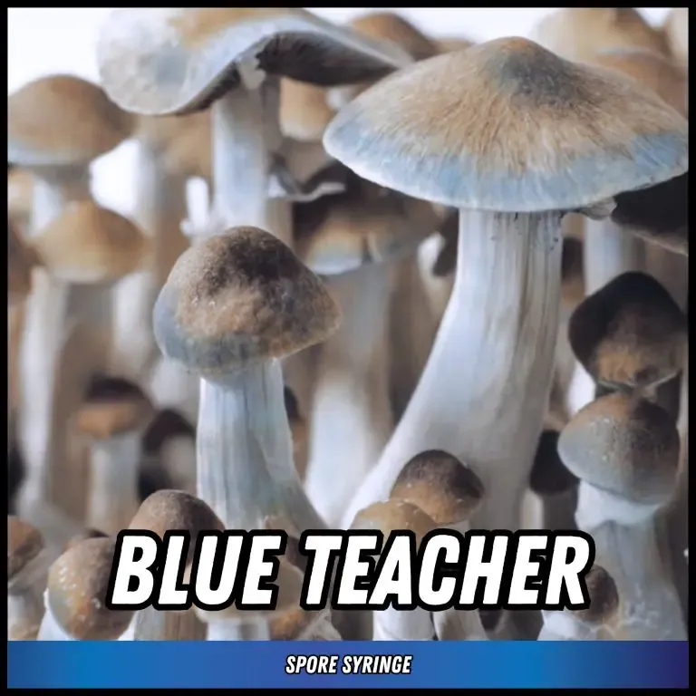 Blue Teacher