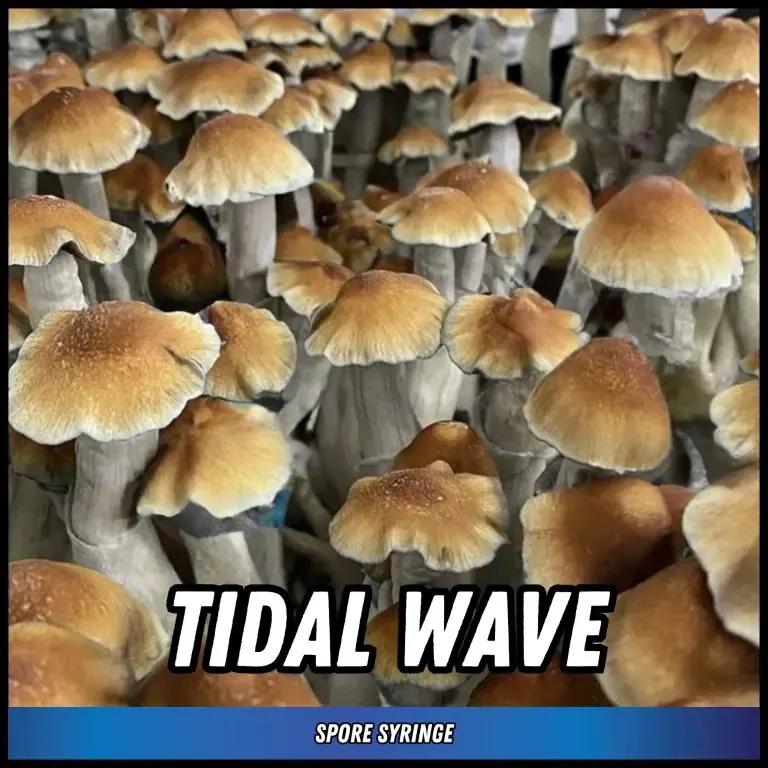 Tidal Wave