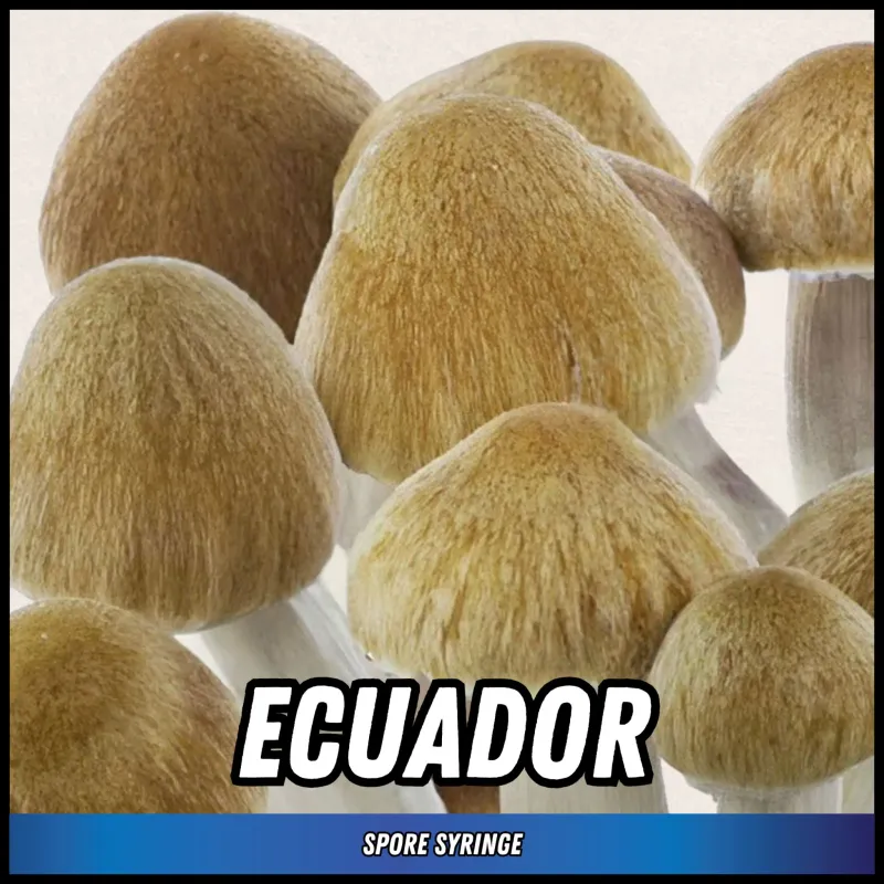 Ecuedor